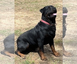 Father of the Rottweiler puppies born on 04/06/2025