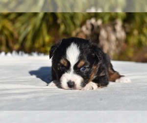 Miniature American Shepherd Puppy for sale in PALM COAST, FL, USA