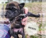 Small Photo #6 Mutt Puppy For Sale in Clarksville, AR, USA
