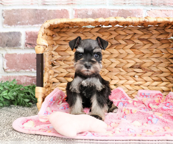 Medium Photo #12 Schnauzer (Miniature) Puppy For Sale in SYRACUSE, IN, USA
