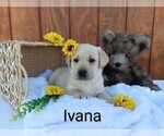 Puppy Ivana Cavapoo