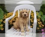 Small Photo #20 Goldendoodle Puppy For Sale in SEBRING, OH, USA