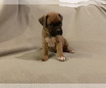 Small Photo #1 Boxer Puppy For Sale in DEMOREST, GA, USA