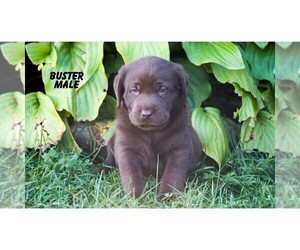 Labrador Retriever Puppy for sale in CLARE, MI, USA