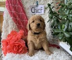 Small #2 Golden Retriever