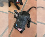 Small Photo #5 Labrador Retriever-Staffordshire Bull Terrier Mix Puppy For Sale in San Diego, CA, USA