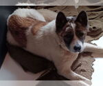 Small #2 Akita