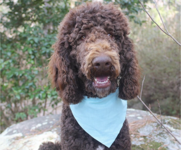Medium Photo #1 Labradoodle Puppy For Sale in ROCKY MOUNT, NC, USA