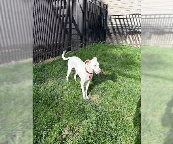 Medium Photo #4 Labrador Retriever-Whippet Mix Puppy For Sale in Shillington, PA, USA