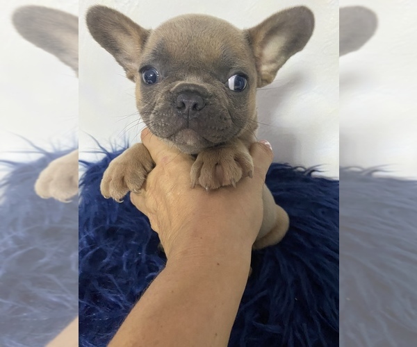 Medium Photo #5 French Bulldog Puppy For Sale in HIALEAH GARDENS, FL, USA