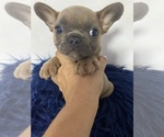 Small Photo #5 French Bulldog Puppy For Sale in HIALEAH GARDENS, FL, USA