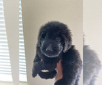 Small #9 Goldendoodle