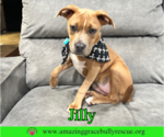 Small Photo #17 American Pit Bull Terrier-Unknown Mix Puppy For Sale in Milton, FL, USA