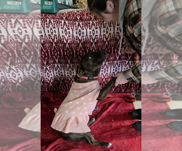 Medium Photo #6 American Pit Bull Terrier-Unknown Mix Puppy For Sale in Germantown, OH, USA