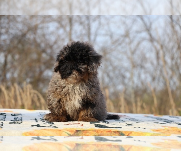 Medium Photo #14 ShihPoo Puppy For Sale in DYERSBURG, TN, USA
