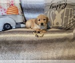 Small #8 Golden Retriever