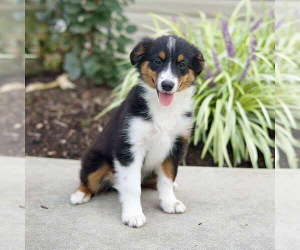 Medium Photo #3 Miniature Australian Shepherd Puppy For Sale in NEW PROVIDENCE, PA, USA
