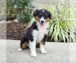 Small #2 Miniature Australian Shepherd