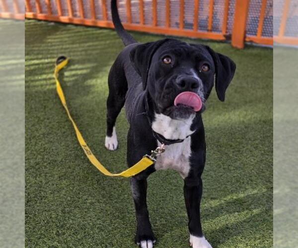 Medium Photo #2 Mutt Puppy For Sale in Las Vegas, NV, USA