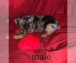 Small Photo #4 Harlequin Pinscher Puppy For Sale in EDWARDSBURG, MI, USA