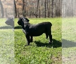 Small Photo #7 Cane Corso Puppy For Sale in RURAL HALL, NC, USA