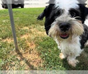 Havanese Dogs for adoption in Peoria, IL, USA