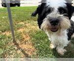 Small Havanese