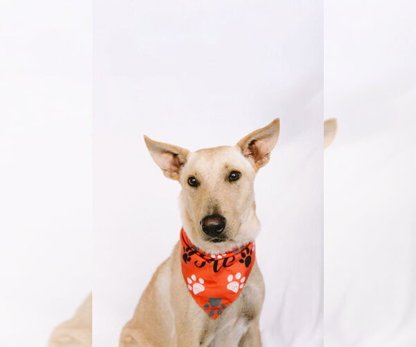 Medium Photo #2 Mutt Puppy For Sale in Elmsford, NY, USA