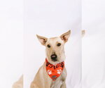 Small #1 Mutt