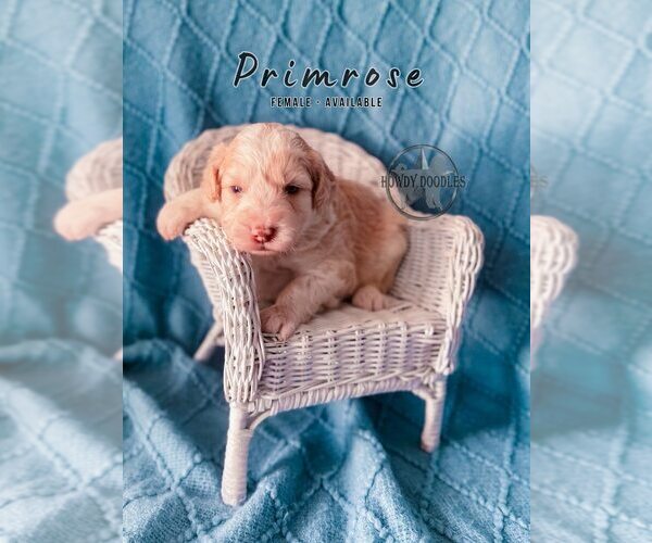 Medium Photo #12 Bordoodle Puppy For Sale in ELIZABETH CITY, NC, USA