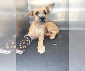 Mutt Dogs for adoption in San Antonio, TX, USA