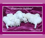 Small Photo #13 English Cream Golden Retriever Puppy For Sale in PRINCETON, WV, USA