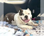 Small #5 American Bulldog