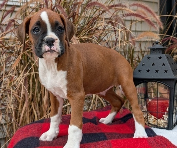 Medium Photo #62 Boxer Puppy For Sale in GOSHEN, IN, USA