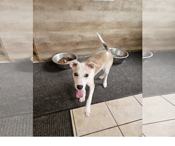 Medium Photo #3 Labrador Retriever-Unknown Mix Puppy For Sale in Tracy City, TN, USA