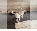 Small #2 Labrador Retriever Mix
