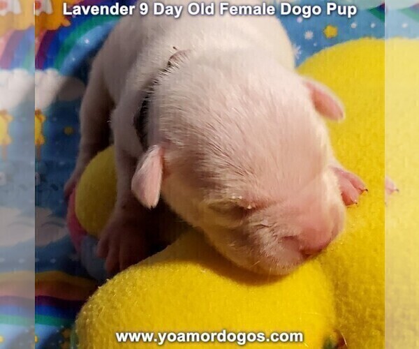 Medium Photo #45 Dogo Argentino Puppy For Sale in PINEVILLE, MO, USA