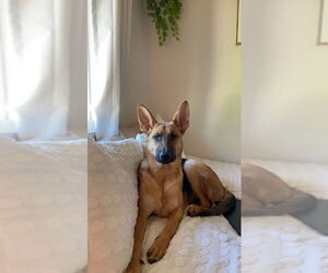 Nova - Female German Shepherd Dog Dog for Adoption - Photo #3