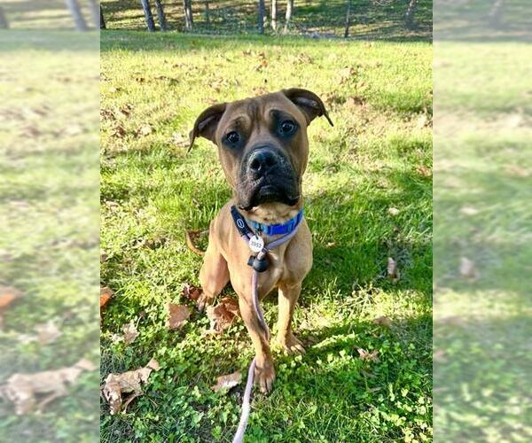 Medium Photo #1 Boxer-Unknown Mix Puppy For Sale in Forestville, MD, USA