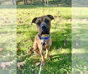 Boxer-Unknown Mix Dogs for adoption in Forestville, MD, USA