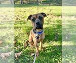 *MORRIS - Male Boxer-Unknown Mix Dog for Adoption - Small photo