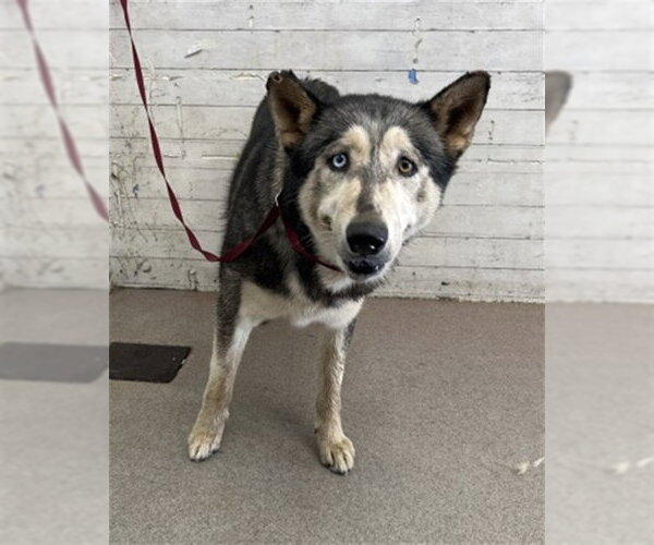 Medium Photo #1 Siberian Husky Puppy For Sale in San Bernardino, CA, USA