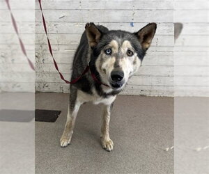Siberian Husky Dogs for adoption in San Bernardino, CA, USA
