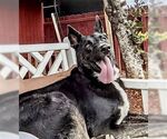Small #3 Mutt