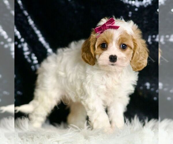 Medium Photo #3 Cavapoo Puppy For Sale in WARSAW, IN, USA