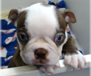 Medium Boston Terrier