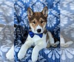Small Photo #6 Shiba Inu Puppy For Sale in PEACH BOTTOM, PA, USA