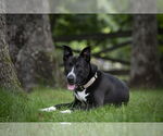 Small #10 Mutt