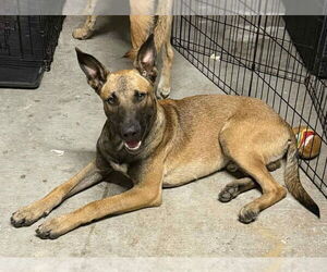 Mutt Dogs for adoption in Imlay City, MI, USA