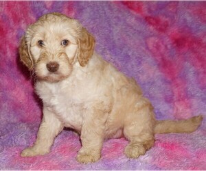 Labradoodle mix (+ Poodle Standard) Puppy for sale in LA HABRA, CA, USA